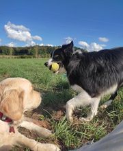 Animal Passion image 4