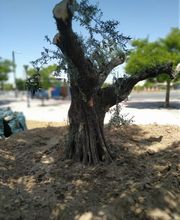 jardineros_granada.jpg