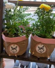 Fleuriste Vautcranne image 6