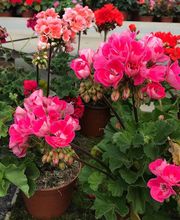 Jardinería Son Servera imagen 9