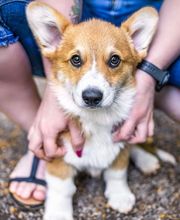 A-Z-Hundetraining Bild 12