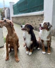 Armelle Toiletteuse Chiens Et Chats image 2