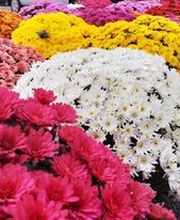 Le Saint Horticulture image 8