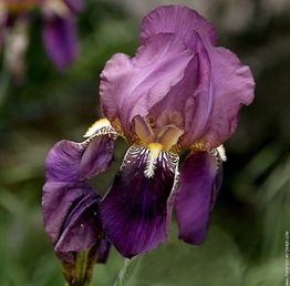 Dom Iris Beauté