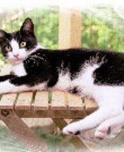 Emmas Katzenparadies Bild 2