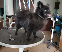 Doggy Chou image 1