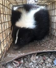 Critter Control of Central Missouri image 5