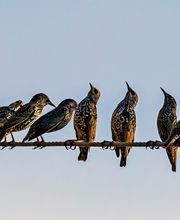 OPC Pest Services - Thornton image 7