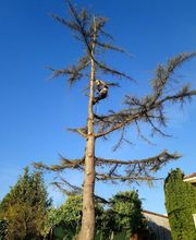 Douaire David image 8