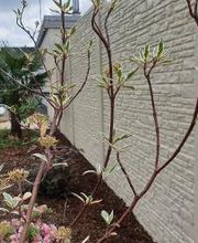 Strack Gartenbau & Containerdienst Bild 11