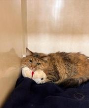 Middendorf Animal Hospital & Laser Centre image 3