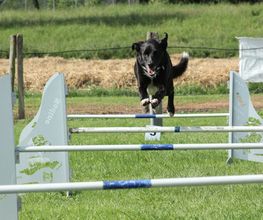 Blättler's Hundeschule Bild 5