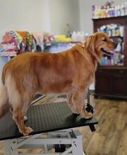 Poodle Doodle Pet Grooming image 11