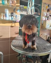 La Canicherie image 2