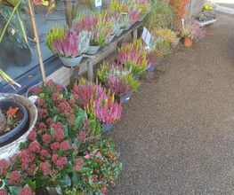 LE COMPTOIR DES FLEURS image 2