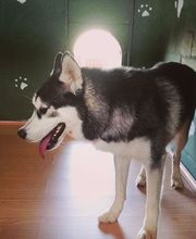 RESIDENCIA CANINA SORIA imagen 5