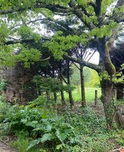 En Vie...d'Arbres image 4