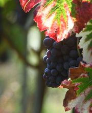 Bollache Arcan GAEC image 6