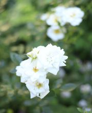 Elztal Gartenbau Bild 52