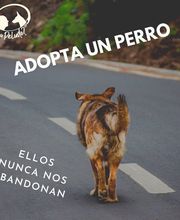Quepasapeludo-adoptaunperro.png