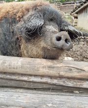 Praktischer Tierarzt Bild 3