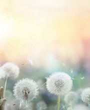 Sarah Rattana Kinésiologue image 4