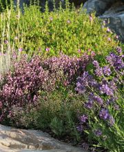 Artho Gärten AG Bild 6