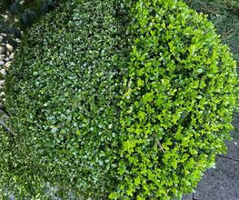 Green and Co Paysages Sàrl Bild 7