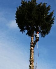 baumfaellung-video-01.jpg
