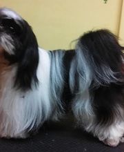 Au Bien Etre Canin image 4