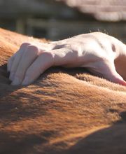 Dr Solène Duvergé ostéopathie vétérinaire image 1