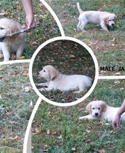 Elevage des Rives de la Bidouze image 19