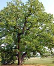 ABDF Bonadei & Chassot Bild 3