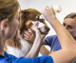 AniCura Tierklinik Thun AG Bild 3