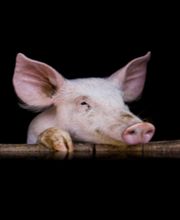 LA FERME DE LA LANDE SARL image 2