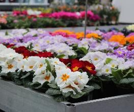 Intratuin Nuenen afbeelding 7