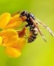 Dufour Gaetan A.E. image 2