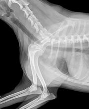 ZeVet - Cabinet vétérinaire Bild 3