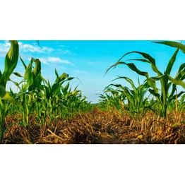AGRICULTURA.jpg