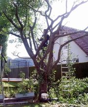 Baron Frederic image 14