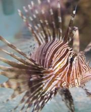 Office Aquariums image 2