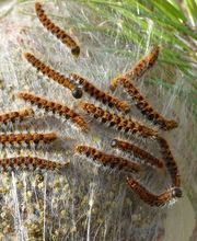 La Patrouille Anti Nuisible image 5