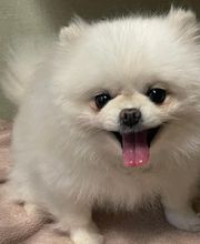 THE Grove City Veterinary Hospital image 10