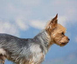 Cani Star image 6