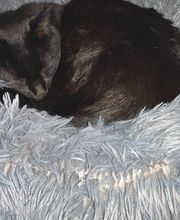 Halle aux Croquettes Labatut image 16