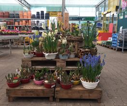 Pirig Gartencenter Bild 10
