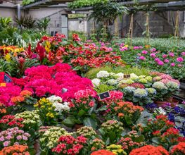 Fleurs Stempfler image 9