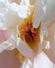 Brossier Corinne Magnétiseur Naturopathe image 9