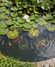 S. Vaney Paysagiste Sàrl Bild 3