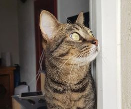 Pas Chiens Pas Chats image 6